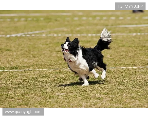 独家深度解析北京飞盘队实力对比及其在全国赛场的竞争优势 独家深度解析北京飞盘队实力对比及其在全国赛场的竞争优势